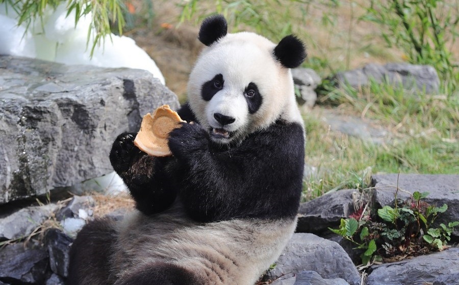 panda.jpg